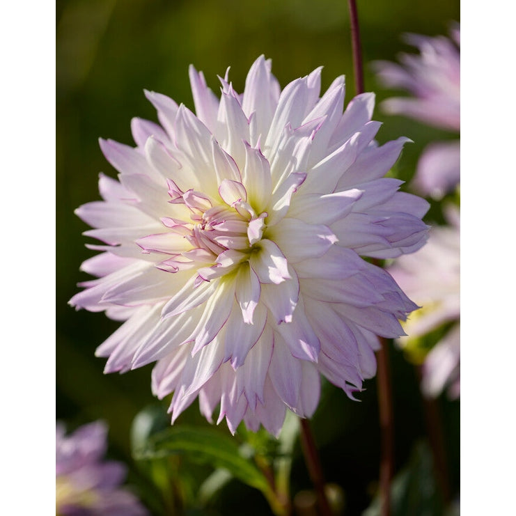 Dahlia Crazy Love Dekorativ 1-pack NYHET